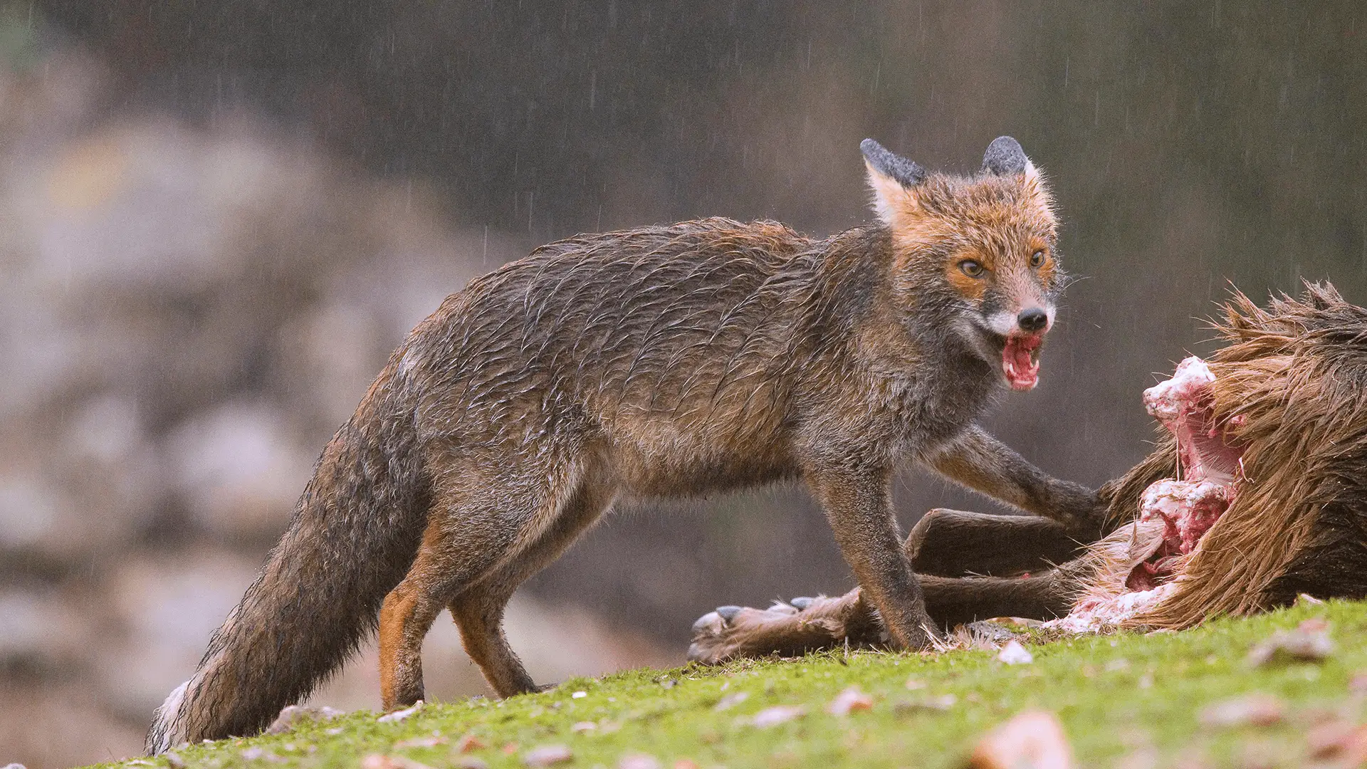 kokios rizikos keliaujant i tailanda